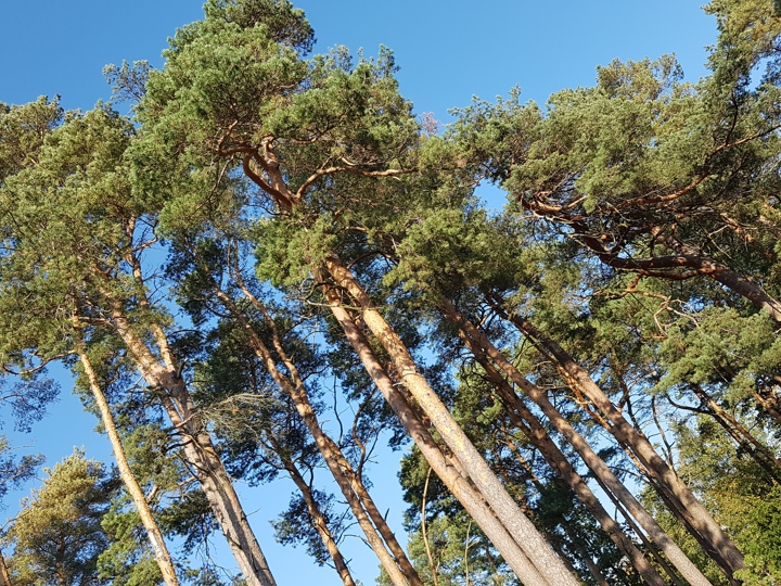 Fyrtræer ved første stikvej - Fotograf: Kim Steen Vangskjær - 14-10-2018